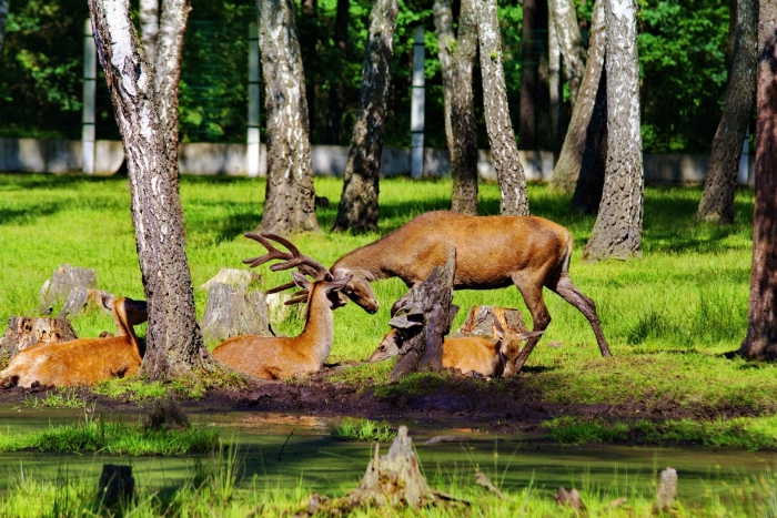 Национальный парк беловежская пуща
