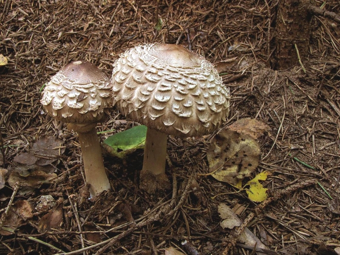 Гриб зонтик девичий macrolepiota puellaris