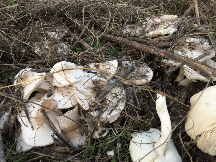 Грибы в ростовской области сейчас