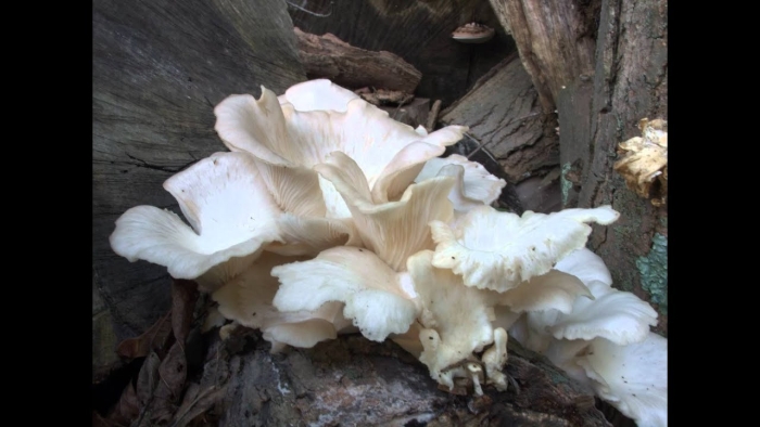 Вешенка говорушка