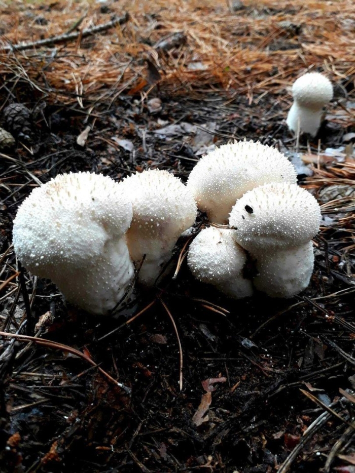 Дождевик шиповатый lycoperdon perlatum