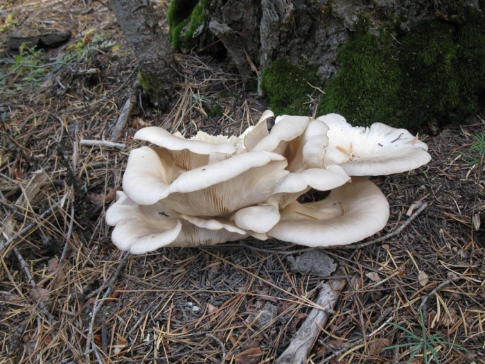 Вешенка говорушка древесные