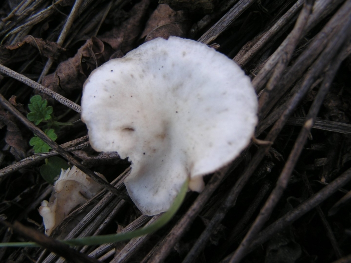 Гриб говорушка беловатая