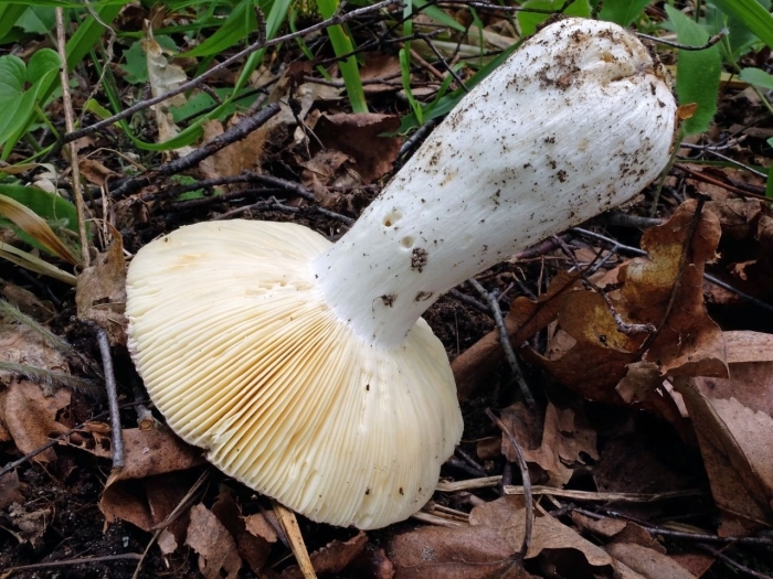 Russula delica (подгруздок белый)