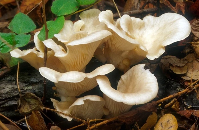 Вешенка рожковидная