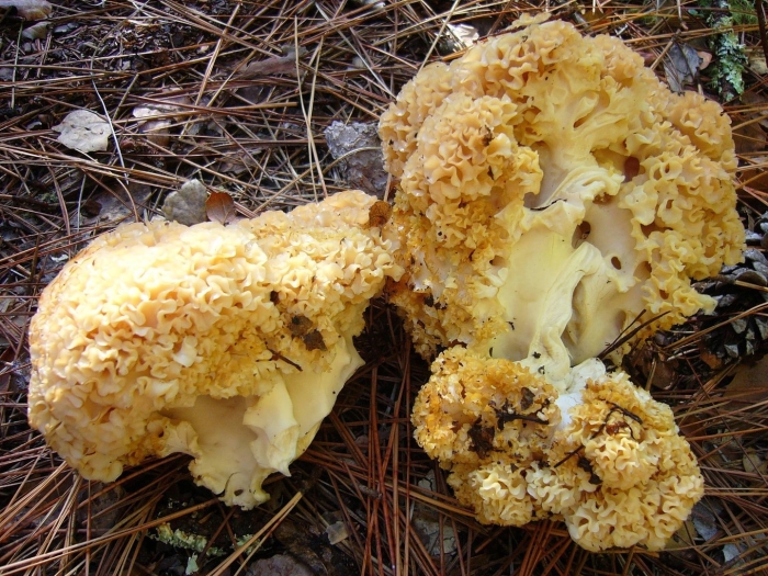Ramaria rubrievanescens