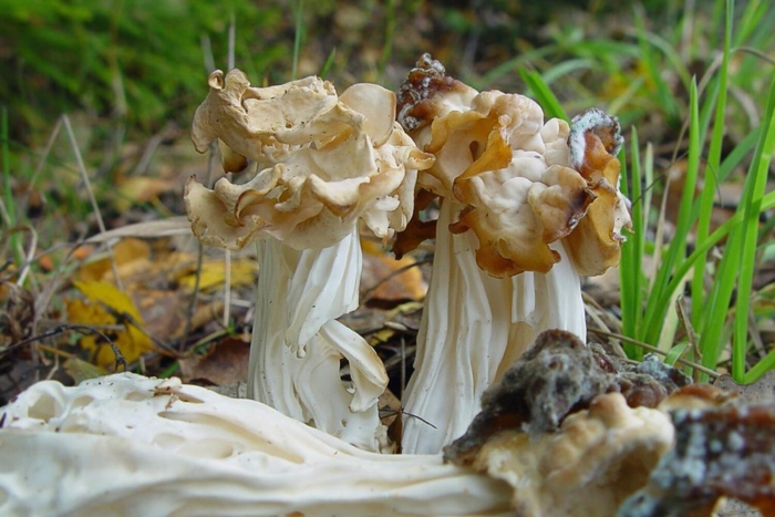 Лопастник курчавый