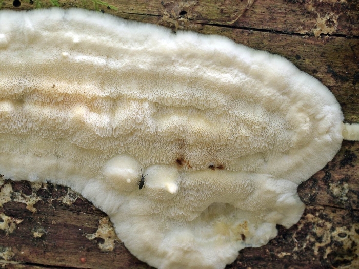 Лензитес березовый lenzites betulina