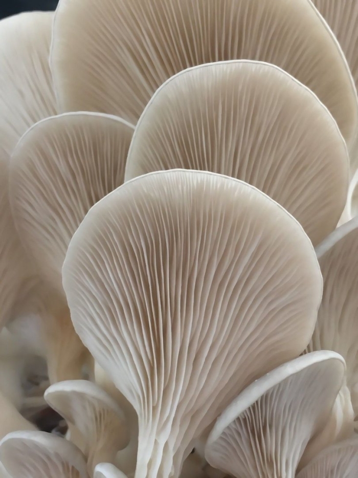 Oyster mushroom