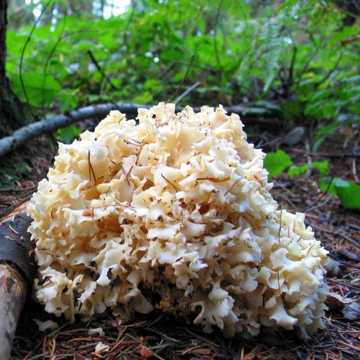 Спарассис курчавый гриб