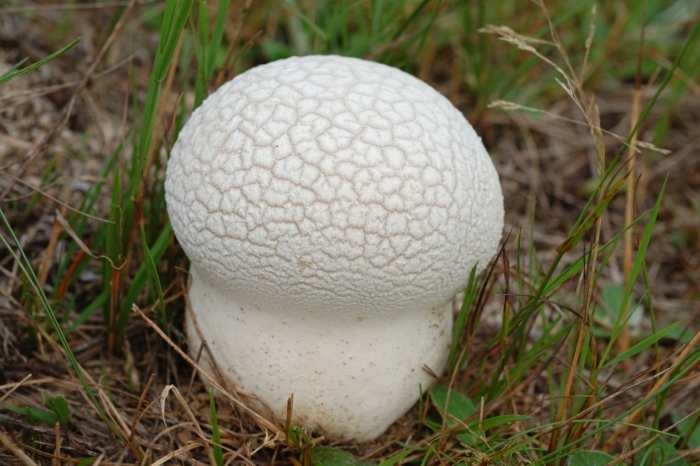 Calvatia utriformis (головач мешковатый)