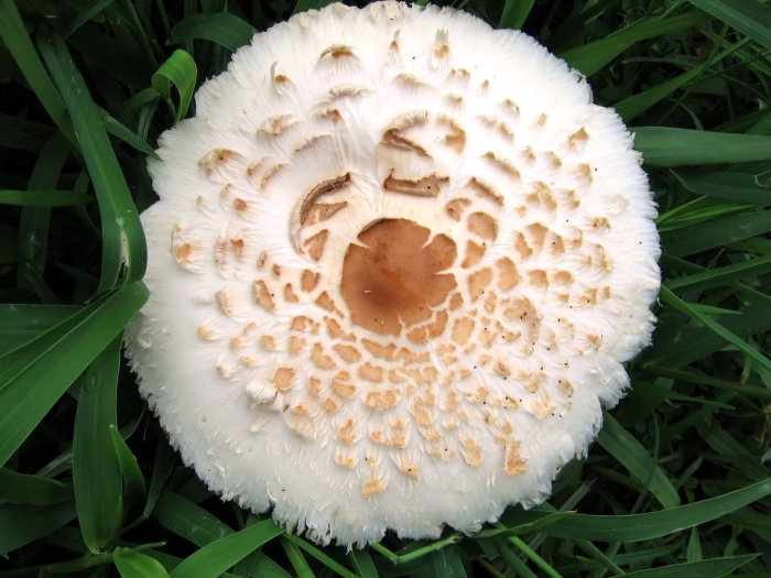 Лерациомицес (leratiomyces)