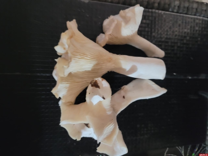 Говорушка подогнутая clitocybe geotropa