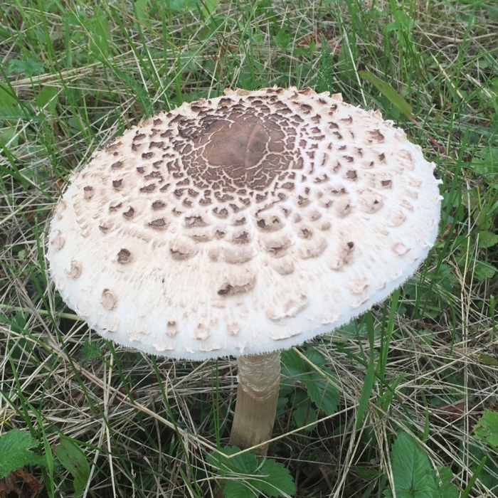 Гриб зонтик пёстрый macrolepiota procera