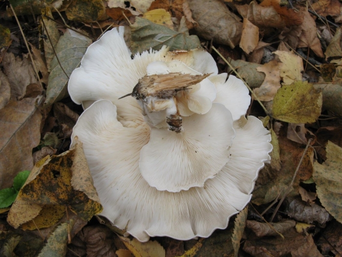 Гриб легочная вешенка