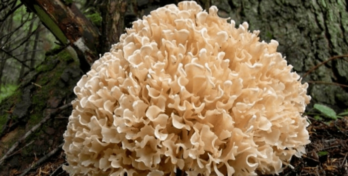 Гриб спарассис курчавый