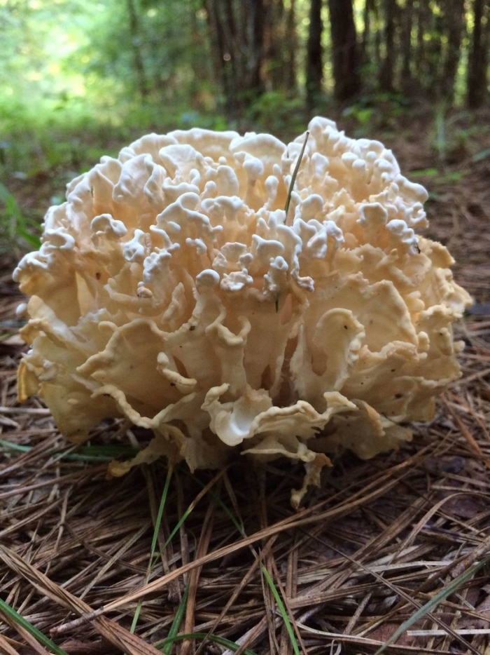 Грифола курчавая