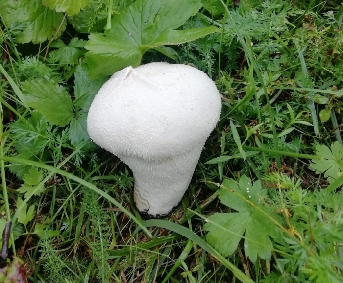 Гриб дождевик головач съедобный