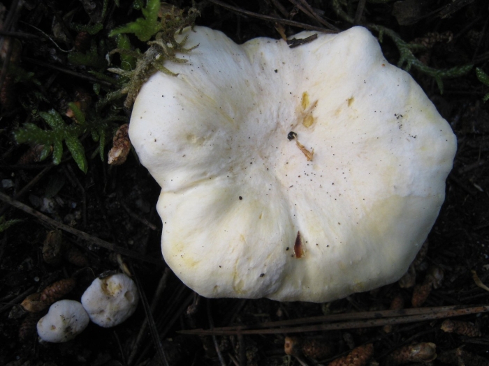 Рядовка белая гриб