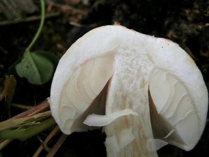 Лимацелла клейкая гриб