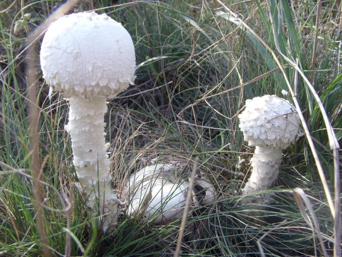 Мухомор виттадини (amanita vittadinii)