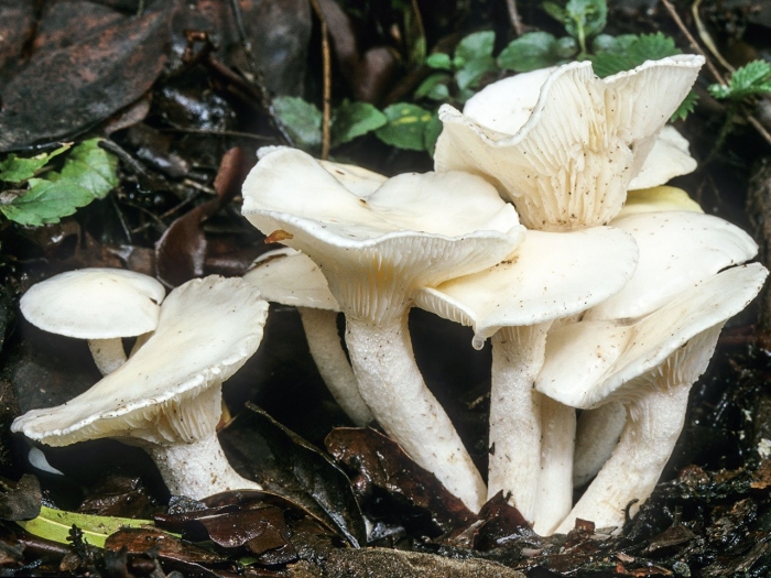 Гигрофор лиственничный