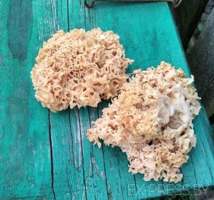 Спарассис курчавый