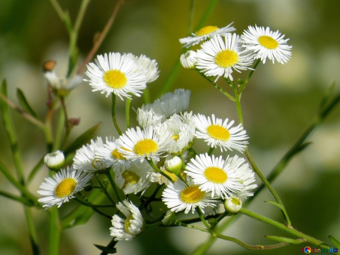 Астра полевая ромашковая