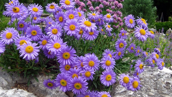 Астра альпийская (aster alpinus)