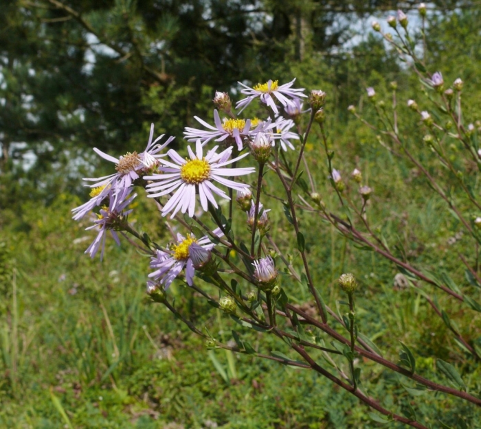 Aster amellus
