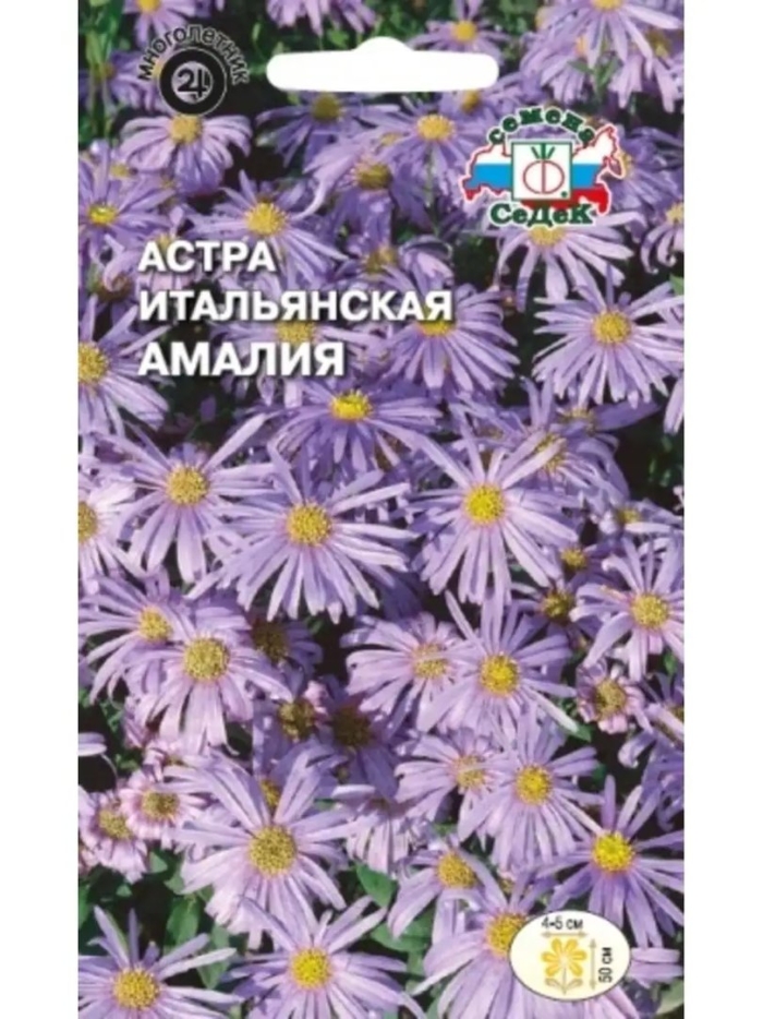 Астра итальянская многолетняя