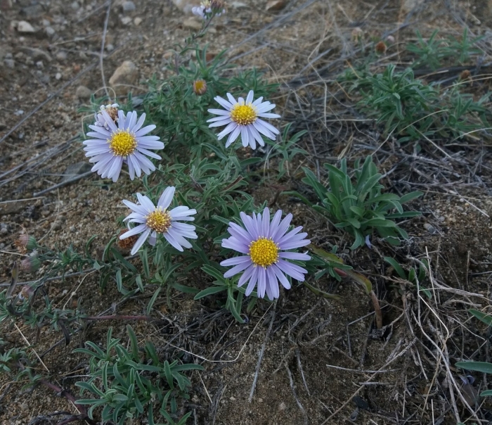 Heteropappus altaicus