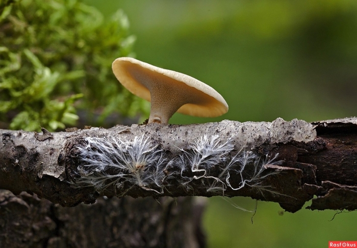 Мицелий трутовика