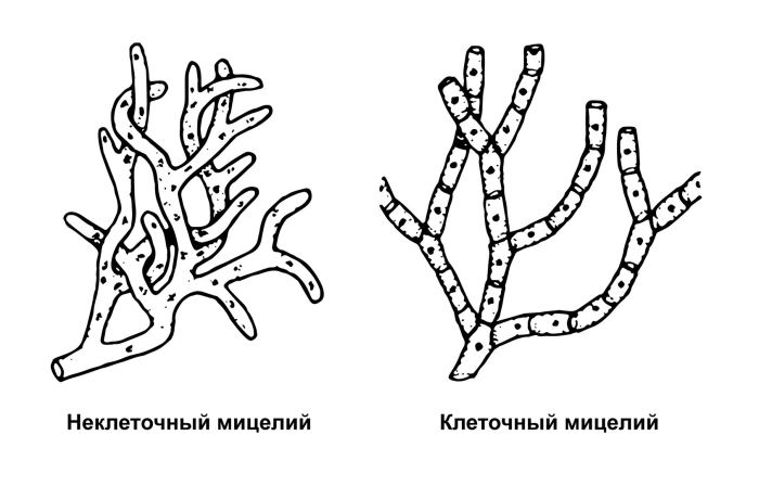 Строение мицелия