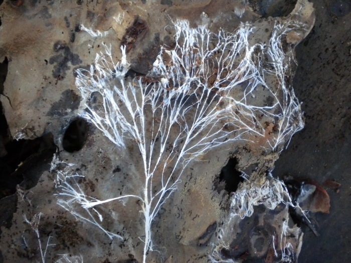 Медузообразный мицелий