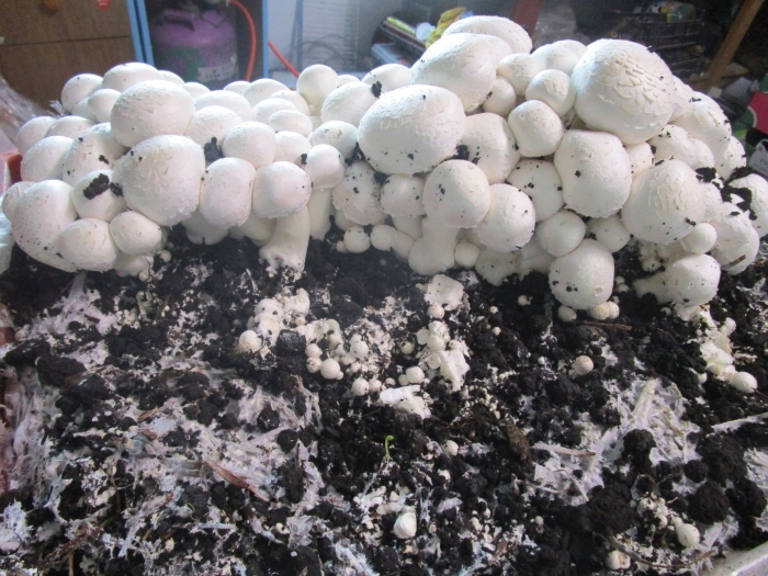 Компостный мицелий шампиньонов
