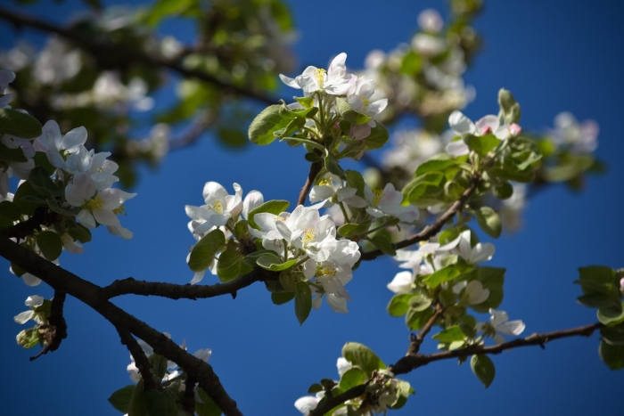 Цветущая яблоня