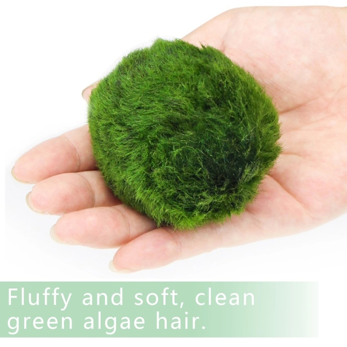 Кладофора водоросль