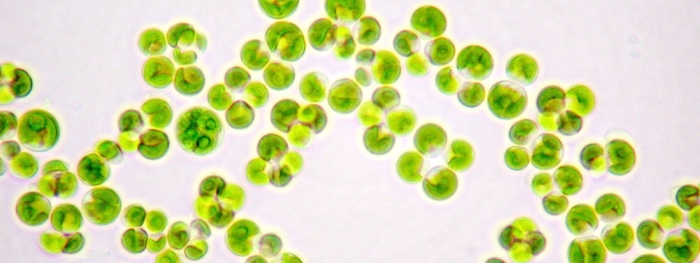 Микроводоросль хлорелла