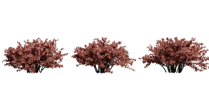 Барбарис тунберга атропурпуреа