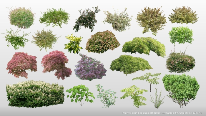 Кустарники для детей