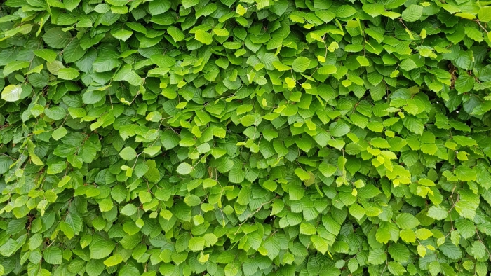 Плющ зеленый хедера