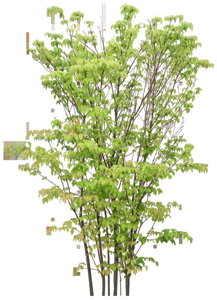 Кусты для фотошопа на прозрачном фоне