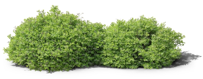 Куст на прозрачном фоне