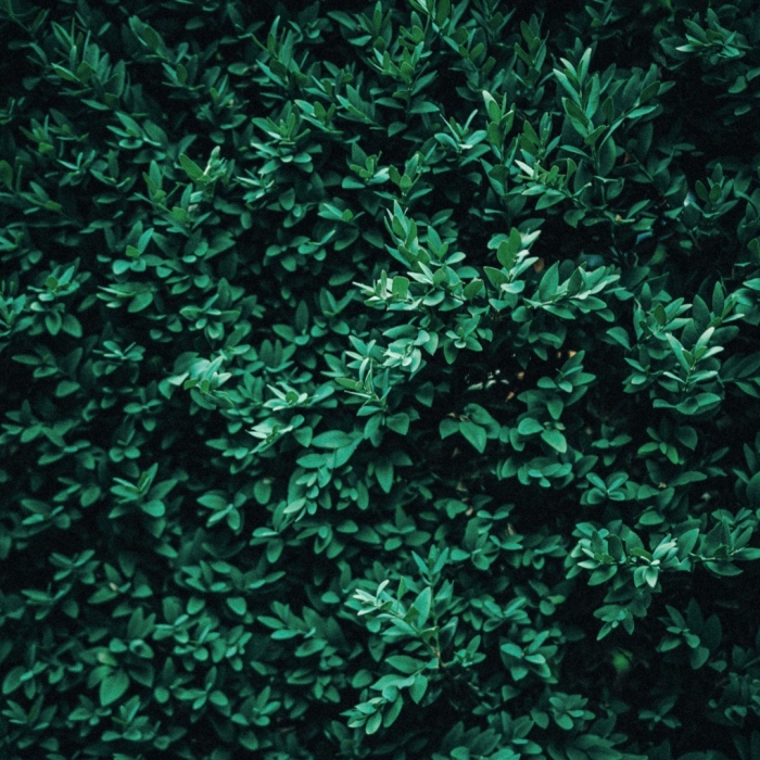 Темно зеленые листья