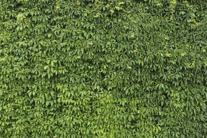 Фитостена плющ