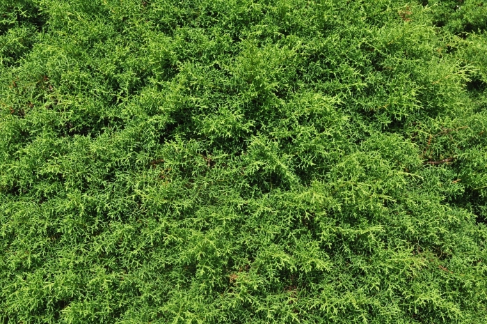 Можжевельник даурский (juniperus davurica)