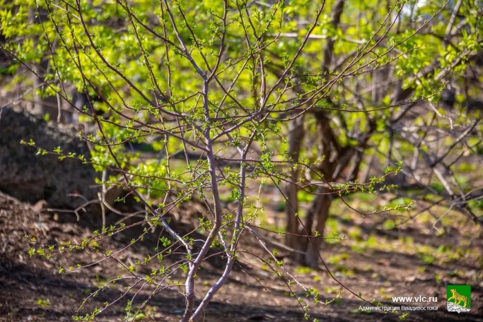 Кустарники приморья