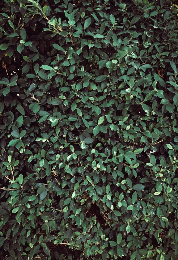 Темно зеленые растения