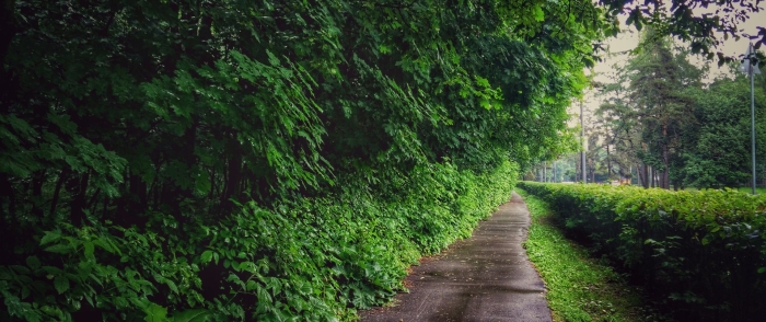 Куст в лесу